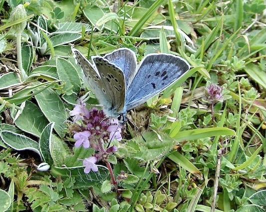 large blue